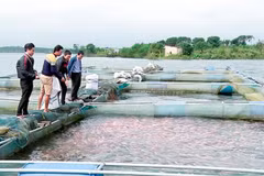 Cần Thơ thả 30.000 cá giống tái tạo nguồn lợi thủy sản