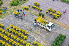 Xe vận chuyển hoa từ làng hoa Dương Sơn đi các nơi phục vụ thị trường Tết 2021. (Ảnh: Trần Lê Lâm/TTXVN)