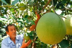 Xây chiến lược phát triển thương hiệu bưởi thanh trà Huế