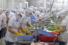 Chế biến thủy sản xuất khẩu tại Khu Công nghiệp Mỹ Tho. (Ảnh: Minh Trí/TTXVN)