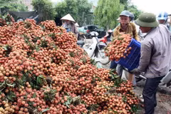 Tập kết, vận chuyển vải đi tiêu thụ ở huyện Thanh Hà (Hải Dương). (Ảnh: Đình Huệ/TTXVN)