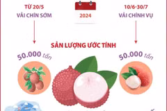 Vải thiều Bắc Giang đạt chất lượng cao nhất từ trước tới nay