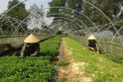 Mô hình trồng rau sạch. (Nguồn: TTXVN)