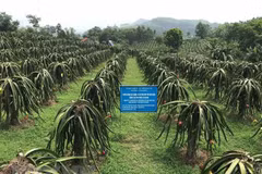 Mô hình trồng thanh long đỏ theo tiêu chuẩn VietGap tại huyện Lập Thạch, tỉnh Vĩnh Phúc. (Ảnh: Nguyễn Thảo/TTXVN) 