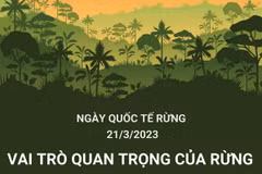 [Infographics] Ngày quốc tế về Rừng năm 2023: “Rừng và Sức khỏe”