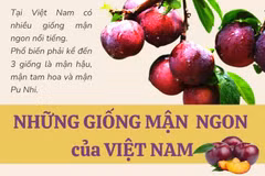 [Infographics] Những giống mận ngon nổi tiếng của Việt Nam