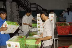 Đóng gói thanh long để xuất khẩu. (Ảnh: Anh Tuấn/TTXVN)