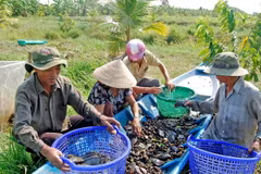 Người dân huyện U Minh (Cà Mau) thu hoạch cá đồng. (Ảnh: TTXVN phát)