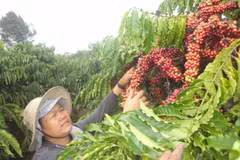 Nông dân Kon Tum thu hái càphê. (Ảnh: TTXVN)