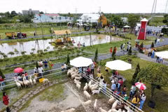 Trang trại cừu ở thành phố Bạc Liêu là điểm tham quan thu hút đông đảo khách trải nghiệm, nhất là giới trẻ thích check-in lưu giữ những kỷ niệm đẹp. (Ảnh: TTXVN phát)