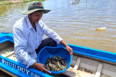So với mô hình nuôi truyền thống thì nuôi tôm theo chuẩn BAP không chỉ giúp người nông dân nâng cao thu nhập mà đầu ra cho con tôm luôn được đảm bảo. (Ảnh: Huỳnh Anh/TTXVN)