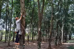 Người dân chăm sóc cây cao su. (Ảnh: K GỬIH/TTXVN)