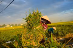 Nông dân thu hoạch lúa. (Ảnh: Lê Minh Sơn/Vietnam+)