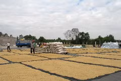 Phơi lúa sau thu hoạch tại Thị trấn Tịnh Biên, huyện Tịnh Biên. (Ảnh: Vương Thoại Trung- /TTXVN)