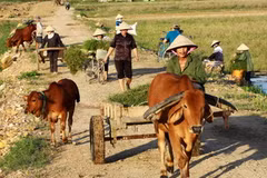 Bà con giáo dân xóm 3, giáo xứ Vạn Lộc, xã Nam Lộc, huyện Nam Đàn, Nghệ An, trở về nhà sau ngày lao động. (Nguồn: TTXVN)