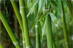 Ảnh minh họa. (Nguồn: Internet)