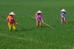 Phát triển sinh kế giúp nông dân ứng phó biến đổi khí hậu 