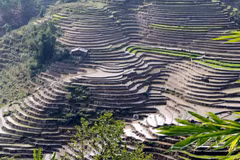 Những thửa ruộng bậc thang nhìn hút tầm mắt tại khu vực xã biên giới Vàng Ma Chải huyện Phong Thổ uốn lượn như những tác phẩm nghệ thuật. (Ảnh: Quý Trung/TTXVN)