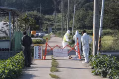 Nhân viên cơ quan kiểm dịch làm nhiệm vụ tại một trang trại ở Paju, phía Bắc thủ đô Seoul của Hàn Quốc, sau khi phát hiện trường hợp đầu tiên nhiễm virus tả lợn châu Phi, ngày 17/9 vừa qua. (Ảnh: Yonhap/TTXVN)