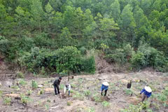 (Ảnh minh họa: Quang Quyết/TTXVN)
