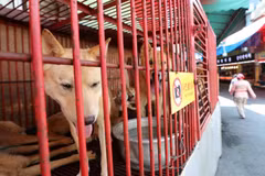 (Nguồn: koreabizwire.com) 