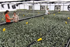 Ngăn chặn việc thu gom gen quý của tư thương nước ngoài