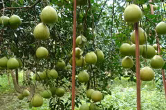 Ứng dụng thành công công nghệ hạt nhân trong trồng bưởi 