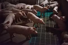 Một trang trại nuôi lợn ở huyện Yiyang, tỉnh Hà Nam, Trung Quốc. (Nguồn: AFP/TTXVN) 