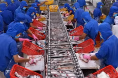 Chế biến cá tra xuất khẩu. (Ảnh: Vũ Sinh/TTXVN)
