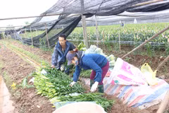 Người trồng hoa phải cắt bán sớm trước Tết chấp nhận lỗ. (Ảnh: Bùi Lan/Vietnam+)