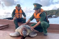 Kiên Giang: Thả cá thể rùa biển nặng 80kg về lại đại dương