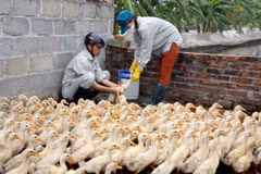 Nhân viên Thú y tiêm vắcxin khống chế dịch bệnh cúm gia cầm. (Ảnh: TTXVN)