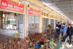 Lực lượng liên ngành tiến hành kiểm tra, giám sát gia cầm sống buôn bán tại chợ Hà Vĩ. (Ảnh: Đình Huệ/TTXVN)