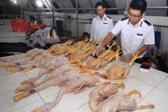 Nhân viên thú y kiểm tra, đóng dấu kiểm dịch sản phẩm thịt gia cầm tại Hải Dương. (Ảnh: Vũ Sinh/TTXVN)