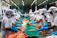 Chế biến cá tra xuất khẩu. (Ảnh: Văn Khánh/TTXVN)