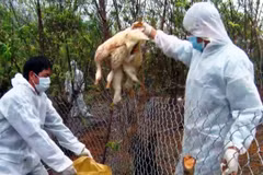 Các cơ quan chức năng tiến hành tiêu hủy gia cầm dương tính với virus cúm gia cầm H5N6 tại Lai Châu. (Ảnh: Nguyễn Công Hải/TTXVN)
