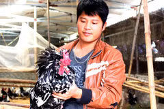 Gà Quý phi có phần lông trên đầu nhô lên và có mào tựa như chiếc vương miện trông rất quý phái. (Ảnh: Thanh Tâm/Vietnam+)