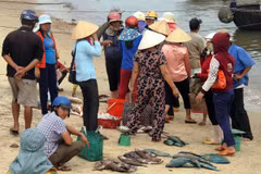  Người dân đang rất lo lắng khi những ngày gần đây cá chết bất thường không rõ nguyên nhân. (Ảnh: Trần Tĩnh/TTXVN)
