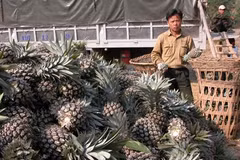 Giá dứa tăng, người dân Mường Khương thoát cơn bĩ cực