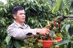 Đồng Nai: Sản lượng càphê xuất khẩu cao nhất từ trước đến nay