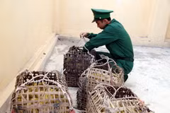 Gia cầm nhập lậu bị Bộ đội Biên phòng Chi Ma, Lạng Sơn bắt giữ. (Ảnh: Thái Thuần/TTXVN)