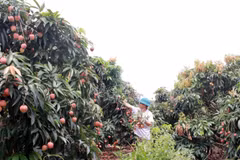 Anh Vy Thanh Bình, thôn Phúc Lễ, xã Phúc Hòa, thu hoạch vải sớm. (Ảnh: Đồng Thúy/TTXVN)
