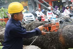 Lực lượng chức năng tiến hành cưa cây lim xẹt bị đổ. (Nguồn: Internet)