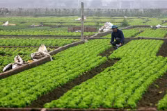 (Ảnh minh họa: Thế Duyệt/TTXVN)