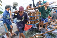 Thu hoạch cá tra ở huyện Thanh Bình, Đồng Tháp. (Ảnh: Nguyễn Văn Trí/TTXVN)