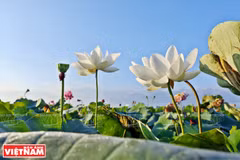 Ngây ngất với 12 loại sen lạ và cực quý hiếm ở đầm Ninh Sở