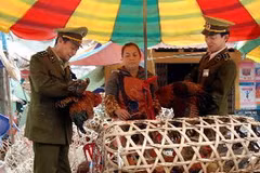 (Ảnh minh họa: Quang Quyết/TTXVN)
