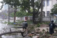 Sau khi bão đi qua, các hộ dân tích cực thu dọn cây đổ trên đường phố. (Ảnh: Thế Lập/TTXVN). 