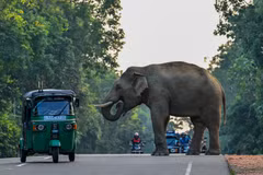 Một chiếc xe ba bánh lái vòng qua một con voi ở Habarana - thành phố thu hút đông du khách ở Sri Lanka. (Ảnh: Getty Images)