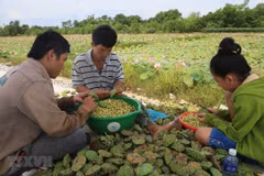 Thu hoạch sen ở xã Quảng Lợi, huyện Quảng Điền, Thừa Thiên-Huế. (Ảnh: Hồ Cầu/TTXVN)